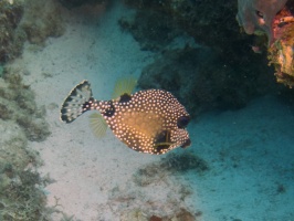 Smooth Trunkfish IMG 5546